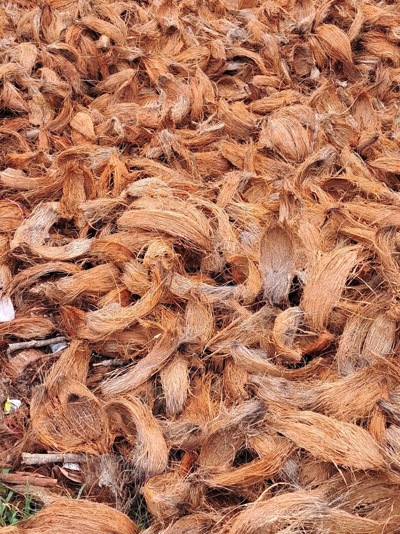 Substrato de pó de coco para mudas